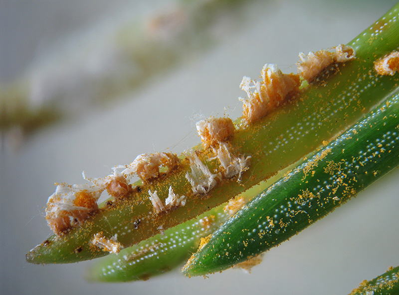 Chrysomixa rhododendri